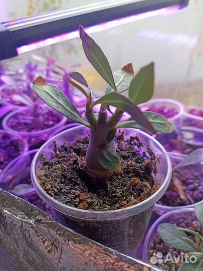 Адениум малыши