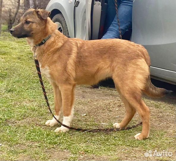 Собака в добрые руки