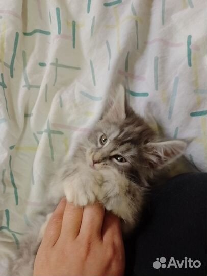 Котята мейн-кун