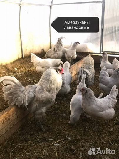 Инкубационное яйцо кур Амераукана