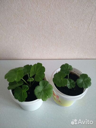 Герань королевская