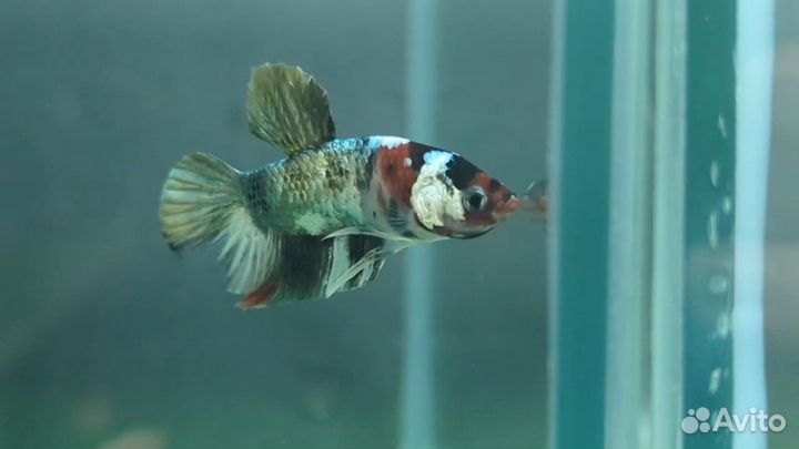 Петушок рыбка плакат айронмэн