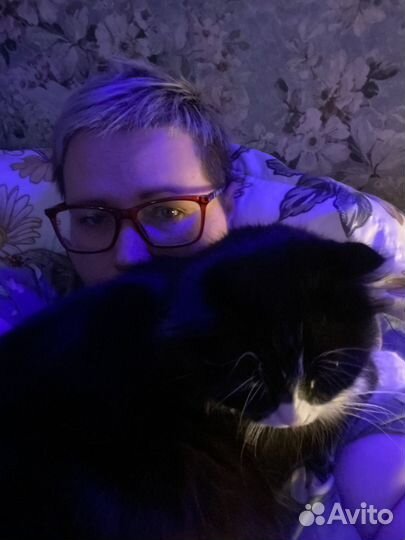 Котоситтер, догситтер, няня для животных