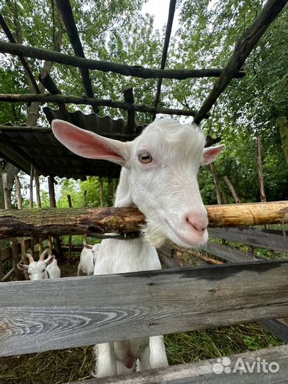 Козел и козлики