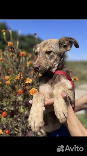 Собака (щенок) бесплатно