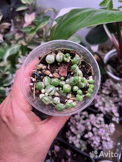 Крестовник Роули вариегатный