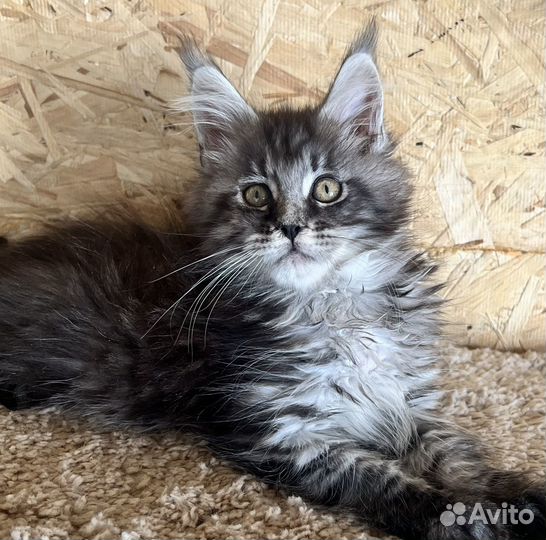 Котята мейн-кун