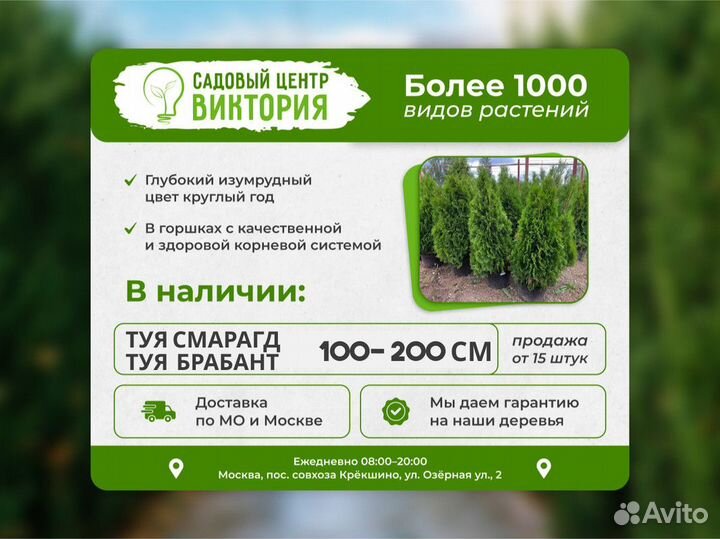 Саженцы Туя Смарагд 140-160 см с доставкой