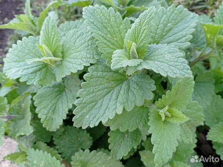 Душица(орегано), мелисса, мята, лаванда, эстрагон