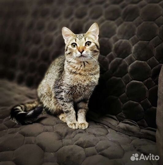 Котик в добрые руки