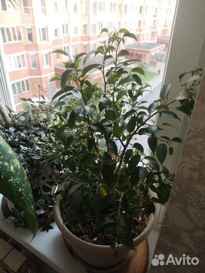 Комнатные цветы