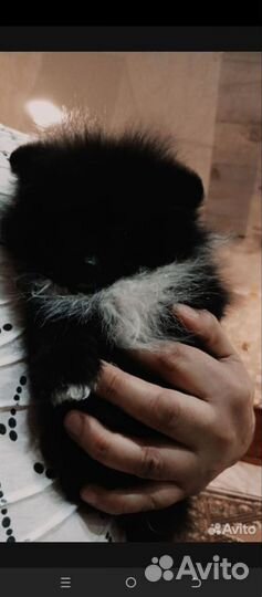 Померанский шпиц