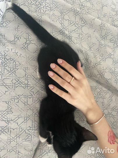 Отдам котенка вместе с домиками и лотком, 3 месяца