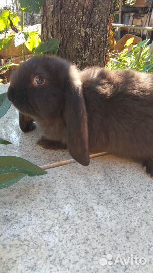 Кролик французский баран на племя