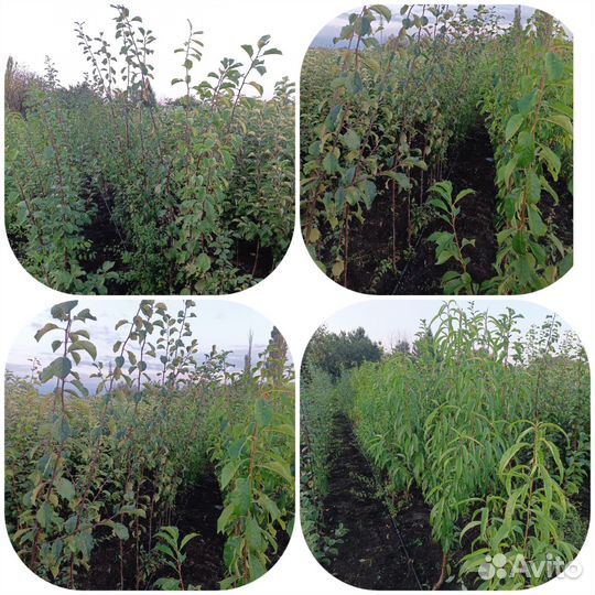 Плодово- ягодные, декоративные культуры