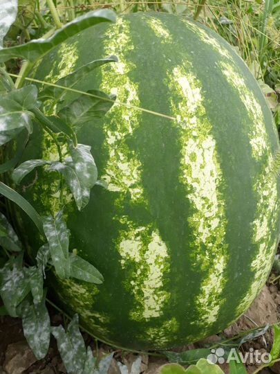 Арбуз оптом с поля