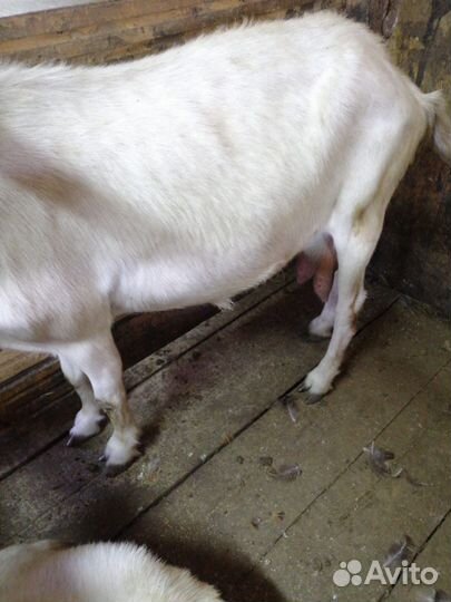 Козы и козел