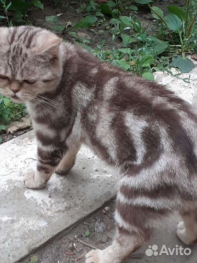 Кошки в дар