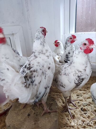 Породистые петушки