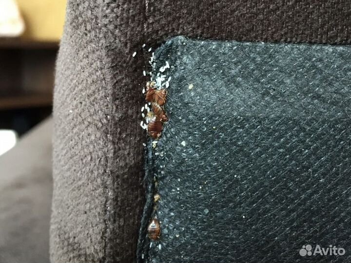 Дезинсекция / Уничтожение тараканов / Насекомых