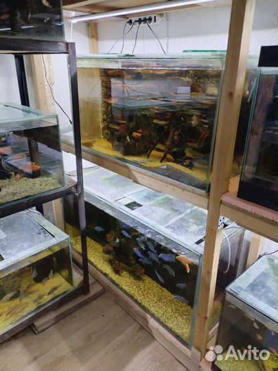 Рыбки цихлиды, цихлозомы