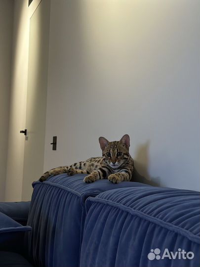 Бенгальская