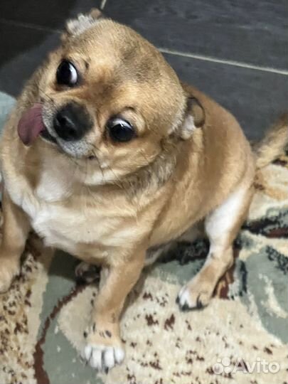 Ищу девочку на вязку