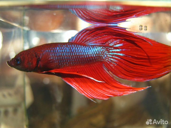 Рыба петушок