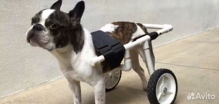 Инвалидная коляска для собак и кошек