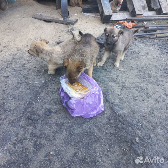 Отдадим в хорошие руки щенят