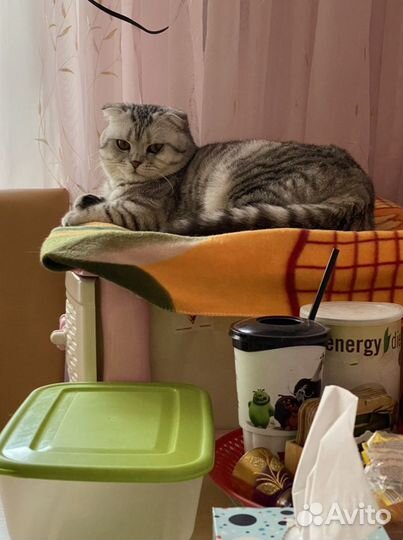 Шотландский кот вязка