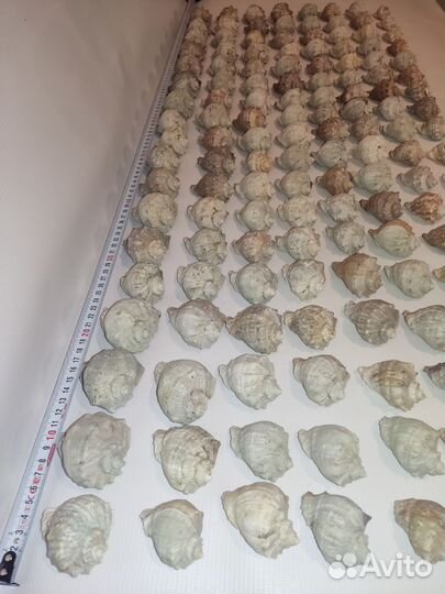 Ракушка