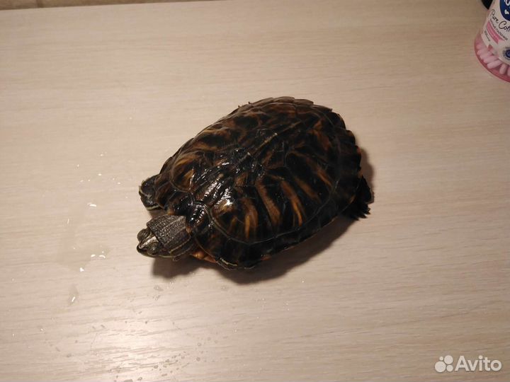 Красноухая Черепаха отдаю бесплатно