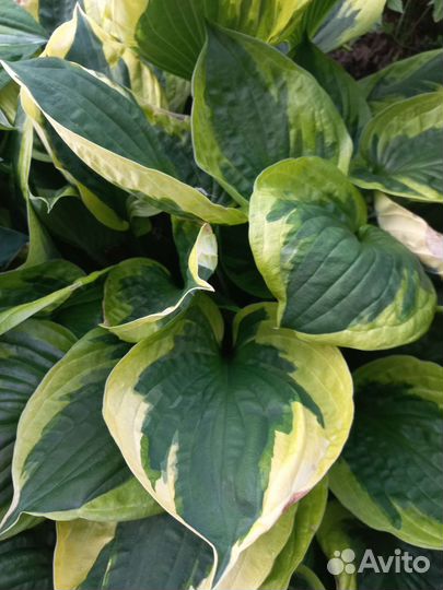 Набор хост/1