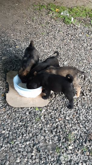 Щенки в добрые руки