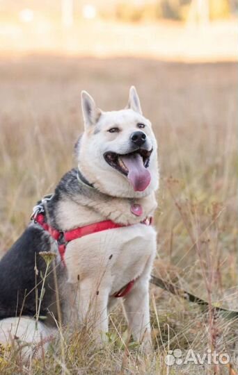 Метис лайки Сахарок в поисках дома