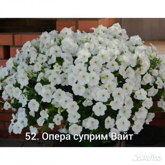 Петуния ампельная