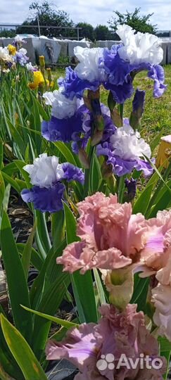 Ирис бородатый Санторини Santorini