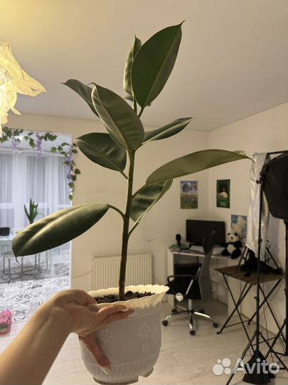 Фикус каучуконосный