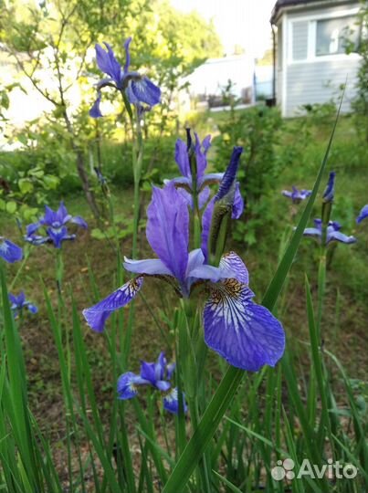 Ирис, папортник, осока