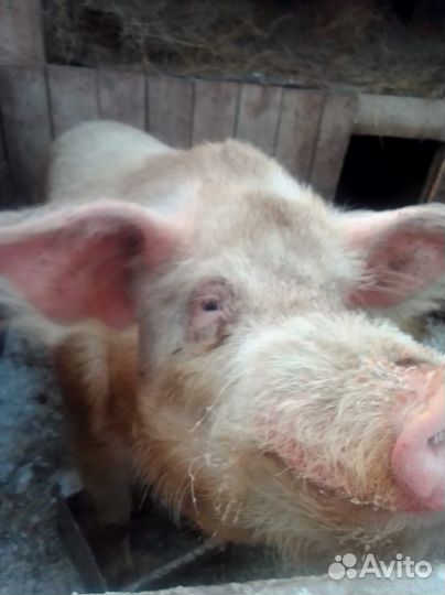 Хряк на племя