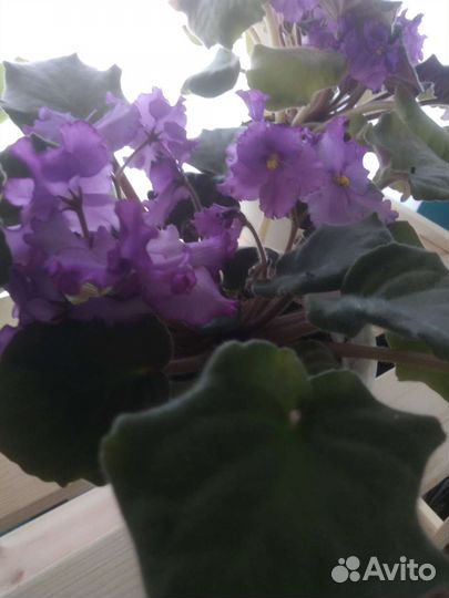 Сортовые фиалки