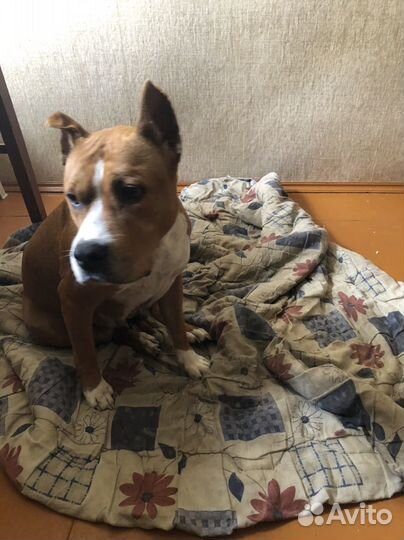 Собаки щенки