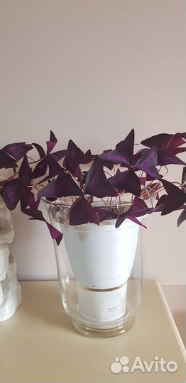 Комнатные цветы кислица