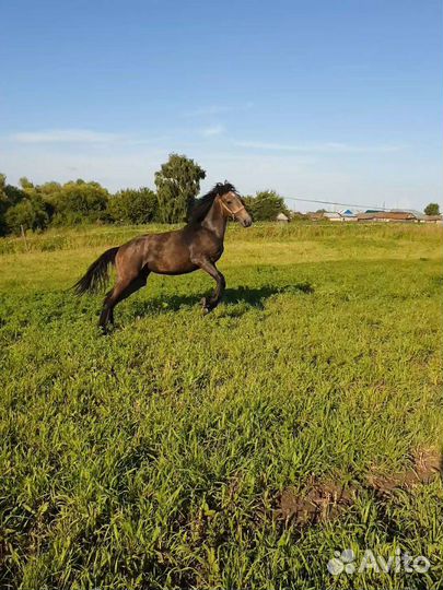 Кобыла орловка