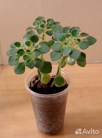 Аихризон - дерево любви