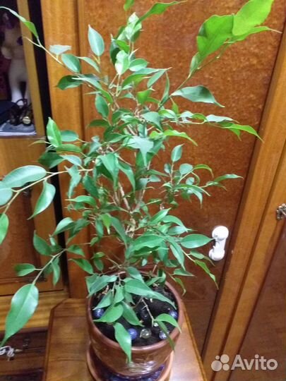 Фикус Бенджамина