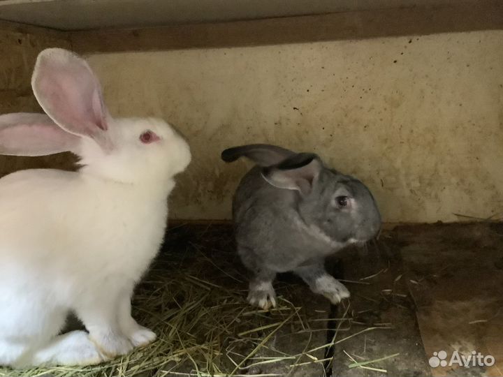 Кролики мясных пород Паннон Бабочка Ризен
