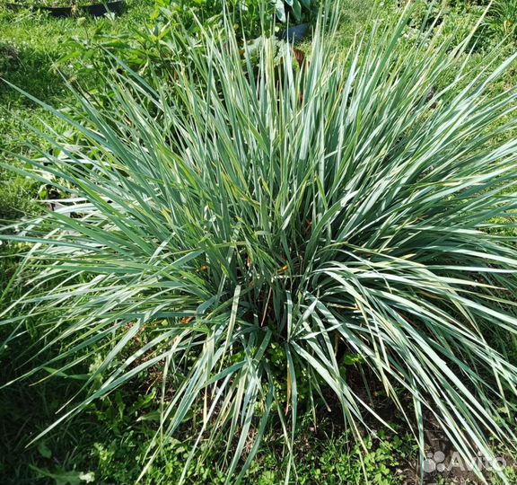 Элимус,седумы,копытень,чистец