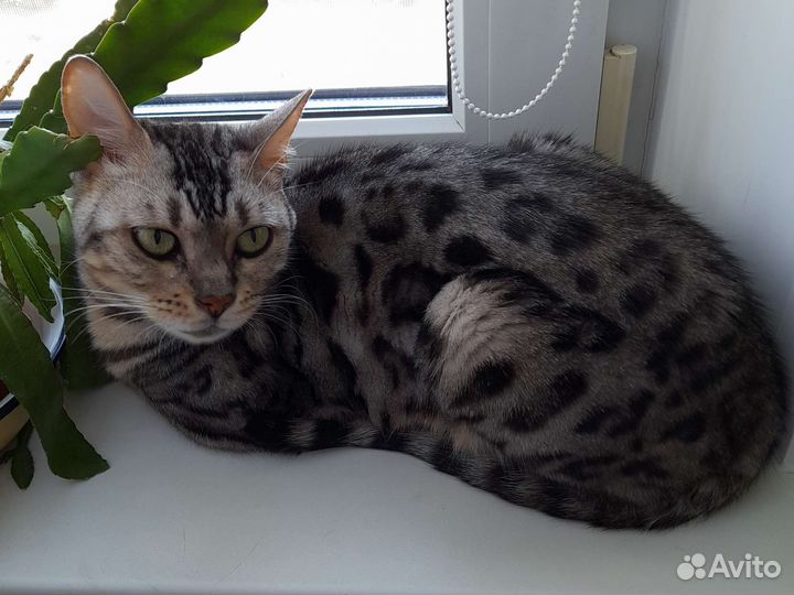 Бенгальская кошка